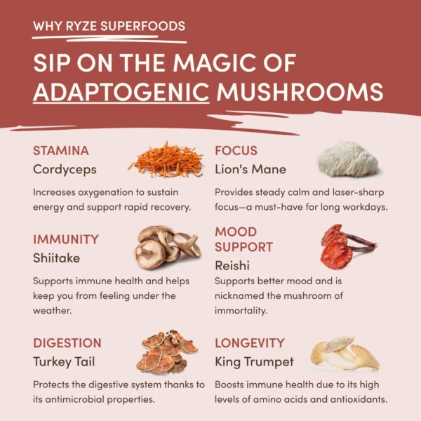 Mushroom Chicory (30 Servings) - Image 4